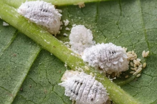 Cómo eliminar la cochinilla algodonosa: guía Completa para proteger tus plantas de esta peligrosa plaga